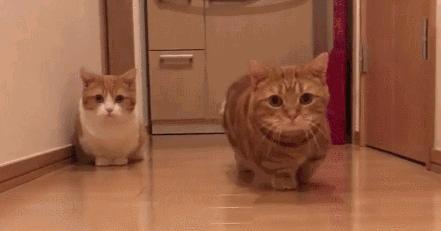 养什么猫旺家猫,养哪种猫有招财转运