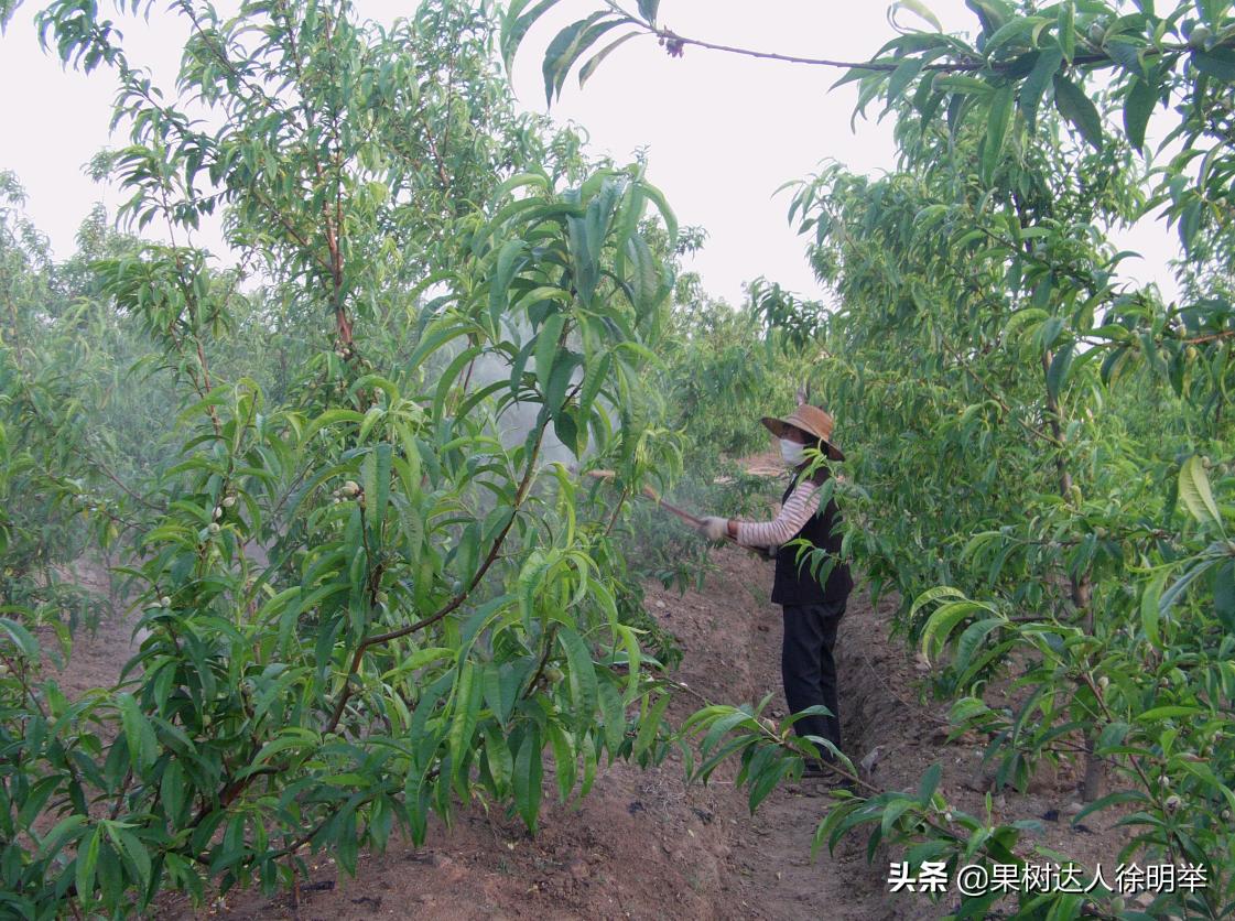 油桃黑点是什么,油桃外面黑点不长个