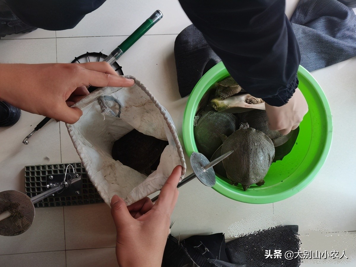 甲鱼枪打甲鱼浮头打什么位置,甲鱼枪打甲鱼全过程