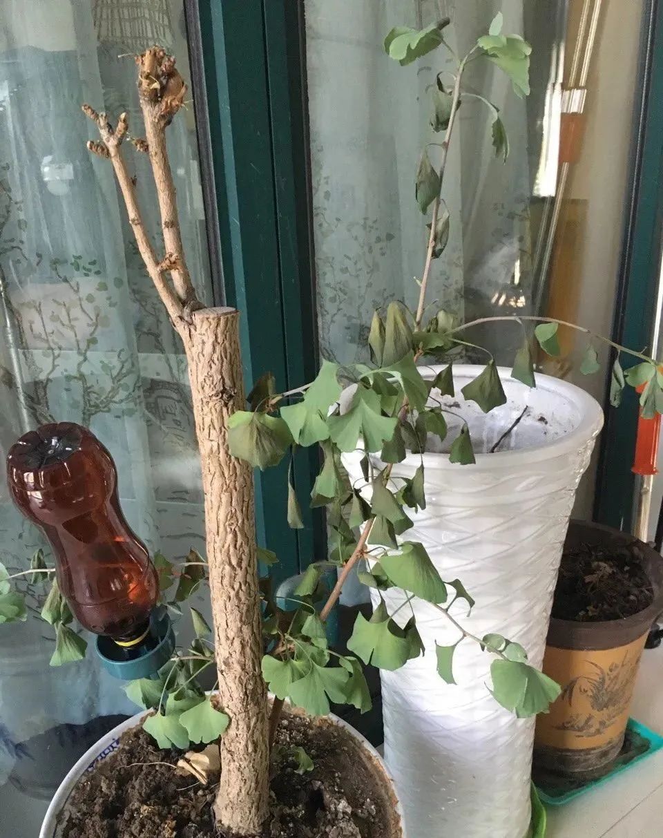 绿萝叶子被太阳晒伤了如何挽救,橡皮树夏天晒太阳叶子晒伤怎么办