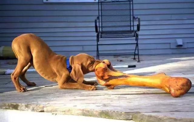 福懋动物医院解放大道分院,福懋动物医疗中心