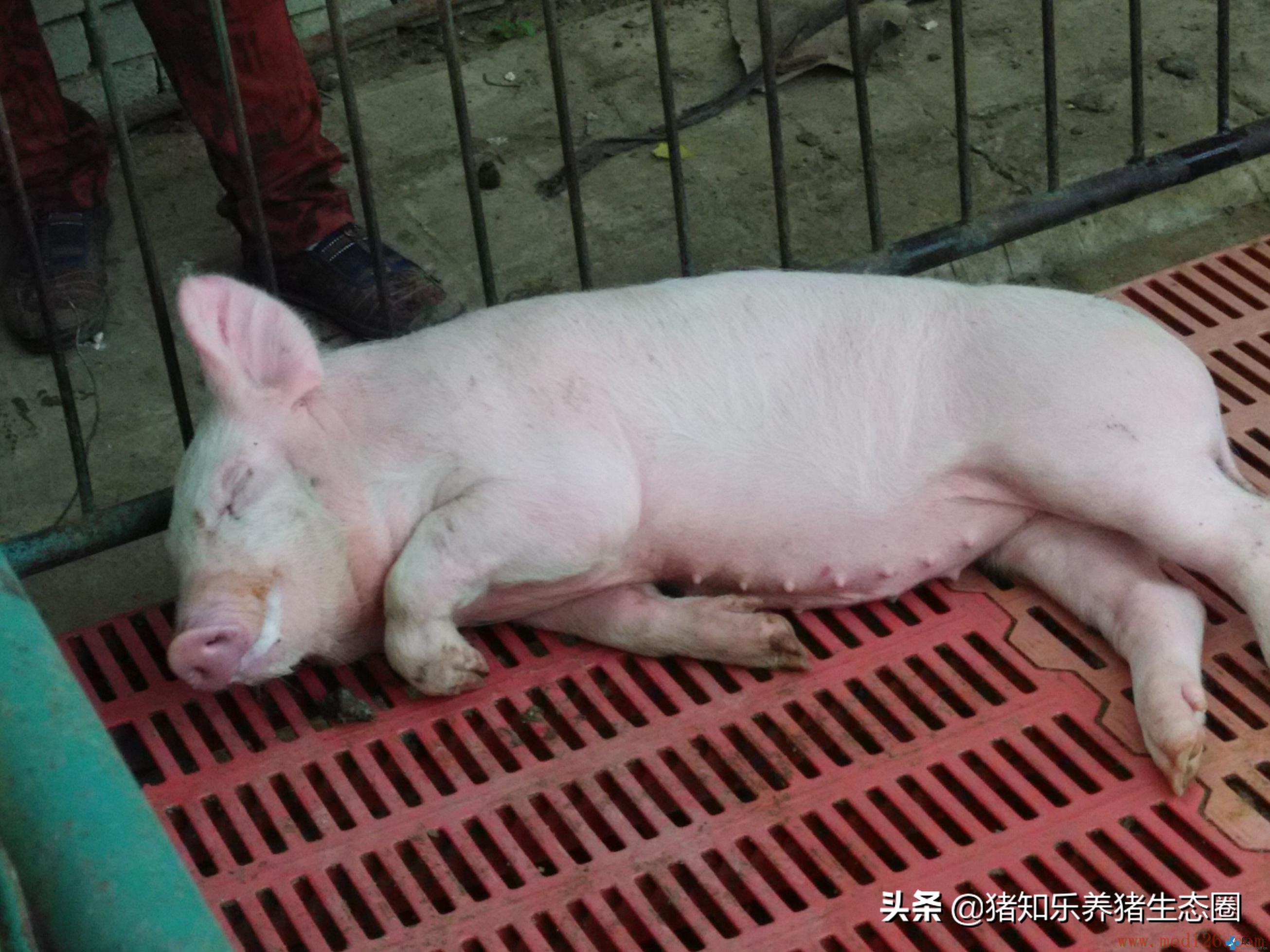 怎么预防猪链球菌的发生,养猪工人讲猪链球菌