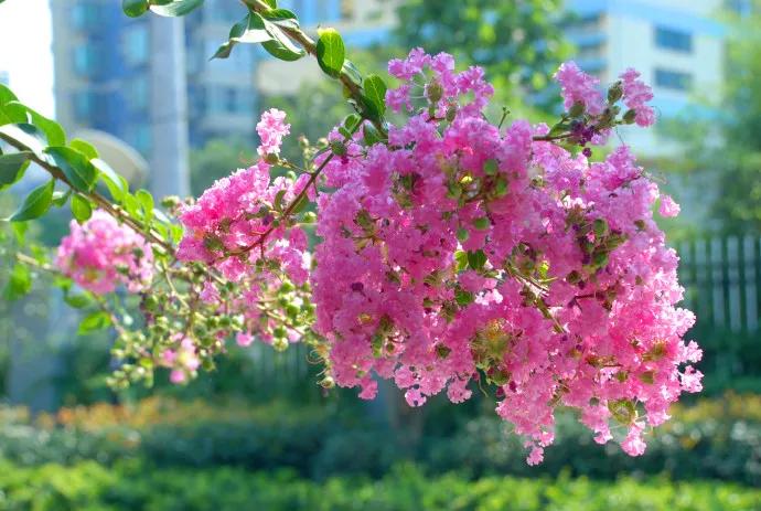 在花园里种什么草,在花园里种什么花最好