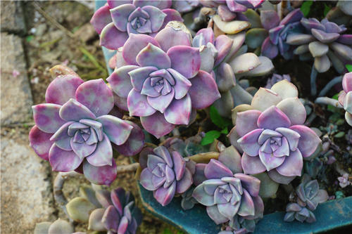 紫乐老桩杆太长不冒小芽怎么办,多肉紫乐怎样出多头