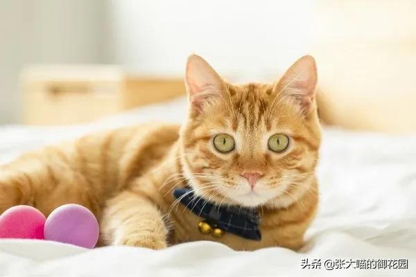 防止猫咪中暑的4个小妙招,夏天怎么给猫咪防暑