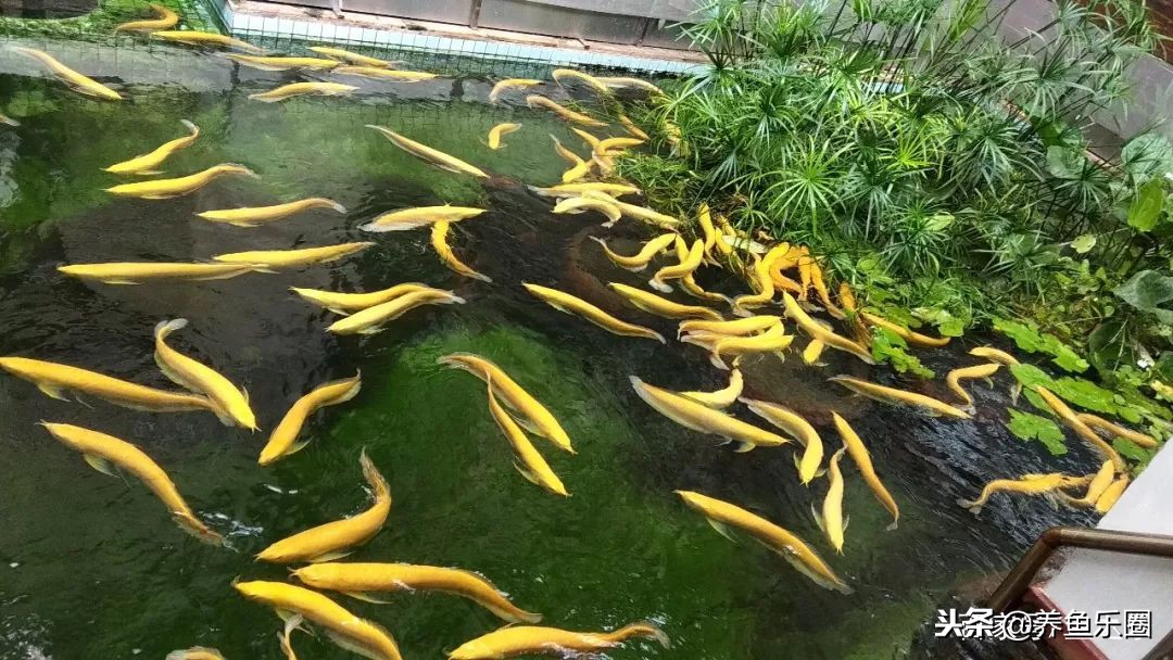 这位土豪家的渔场，光滤材就花了500多万，你确定不要见识一下？