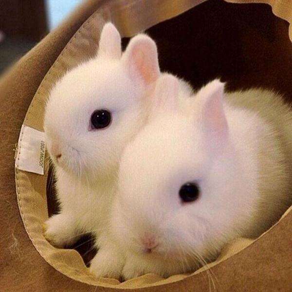 原来你是这样的兔兔,这样的兔兔你喜欢吗