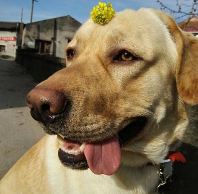 拉布拉多的技能训练,拉布拉多高智商