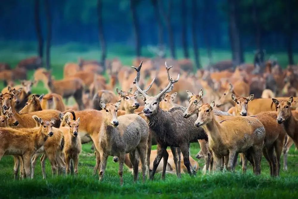 浓情端午|泰州三日游线路送上，水韵休闲风走起