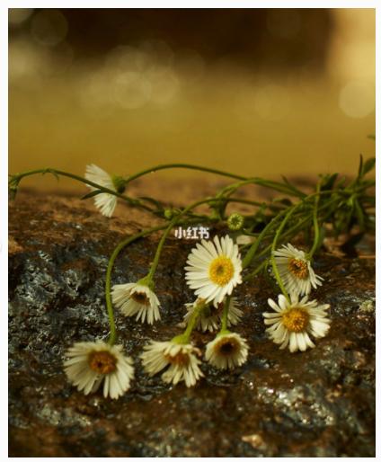 古驰香水繁花几个版本推荐,古驰花悦香水测评