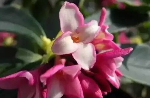 全国56个城市的市花,全国56个城市市花一览