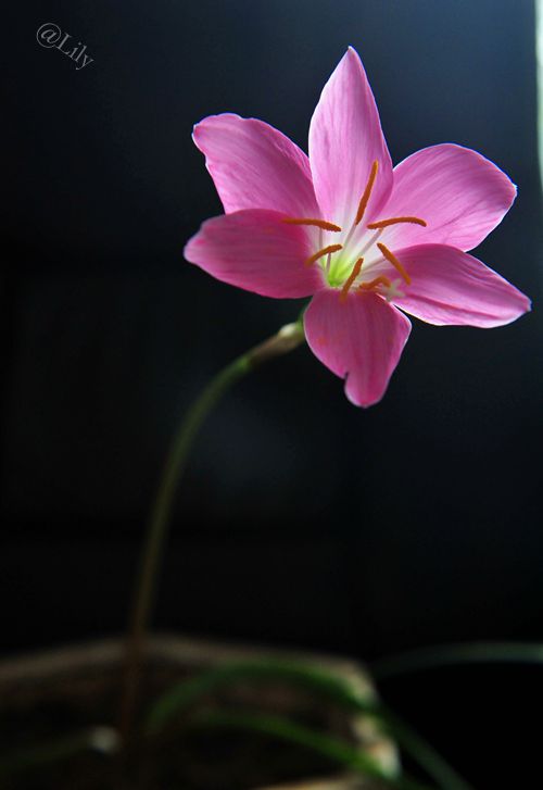 春暖花开原创的声音,倾听花开的声音