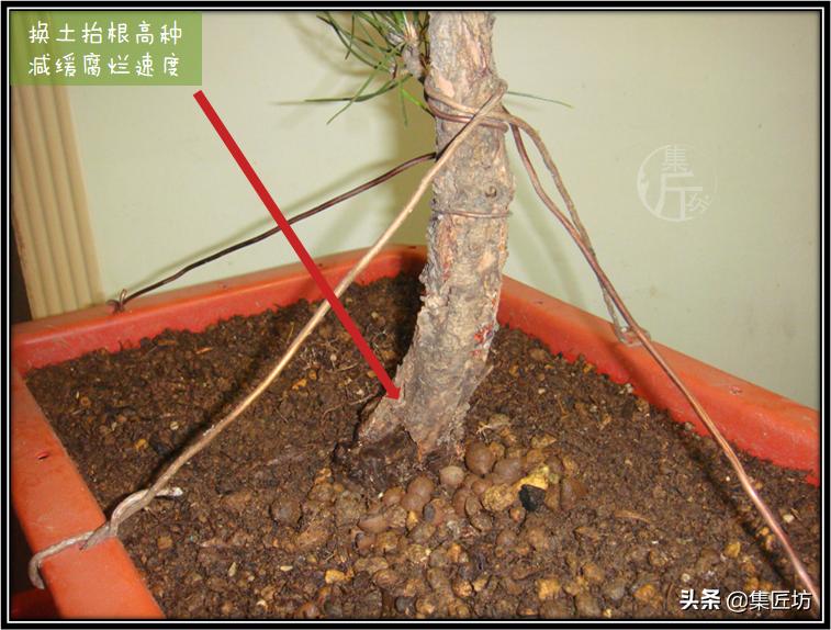 黑松盆景长杆拿弯缩枝技巧 (黑松盆景成型后的后期修剪养护)