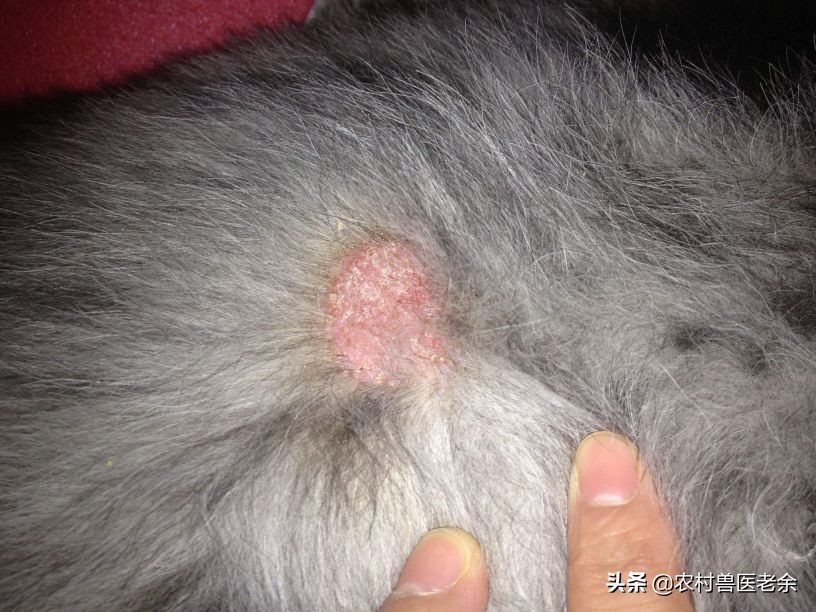 猫狗皮肤病怎么处置,宠物猫狗身上痒怎么办