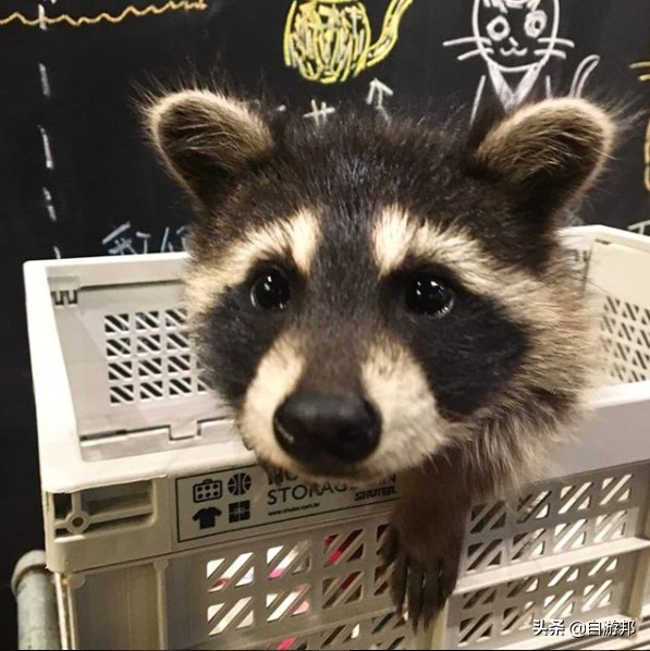 台北「猎奇动物」咖啡厅推荐！陪你度过放松时刻