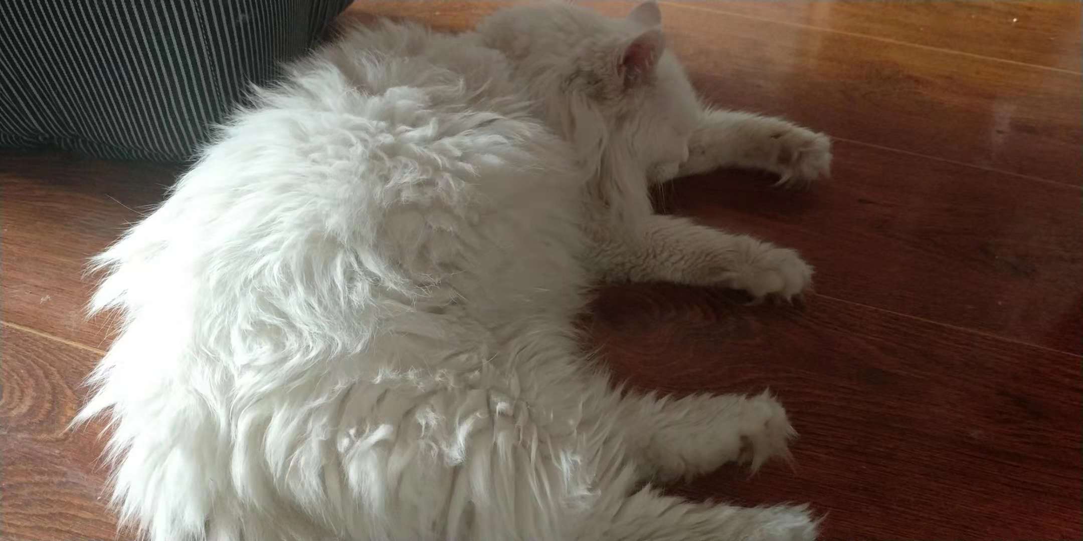 狮子猫小猫咪,狮子猫橘色宠物