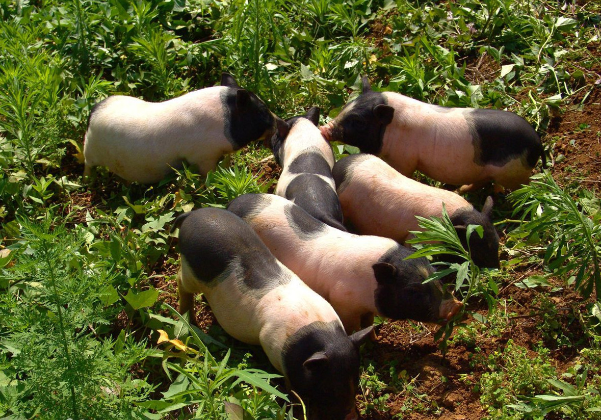 闻名全国，从江香猪个小长不大，曾是贡品，皮薄肉多十里飘香