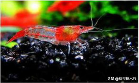 最常见的观赏虾以及饲养知识,观赏虾的饲养与繁殖方法