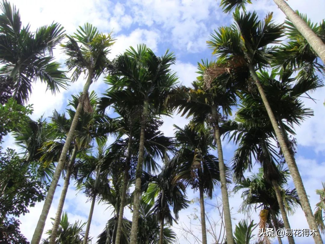 佛教的五树六花指的是什么,佛教五树六花是哪些植物
