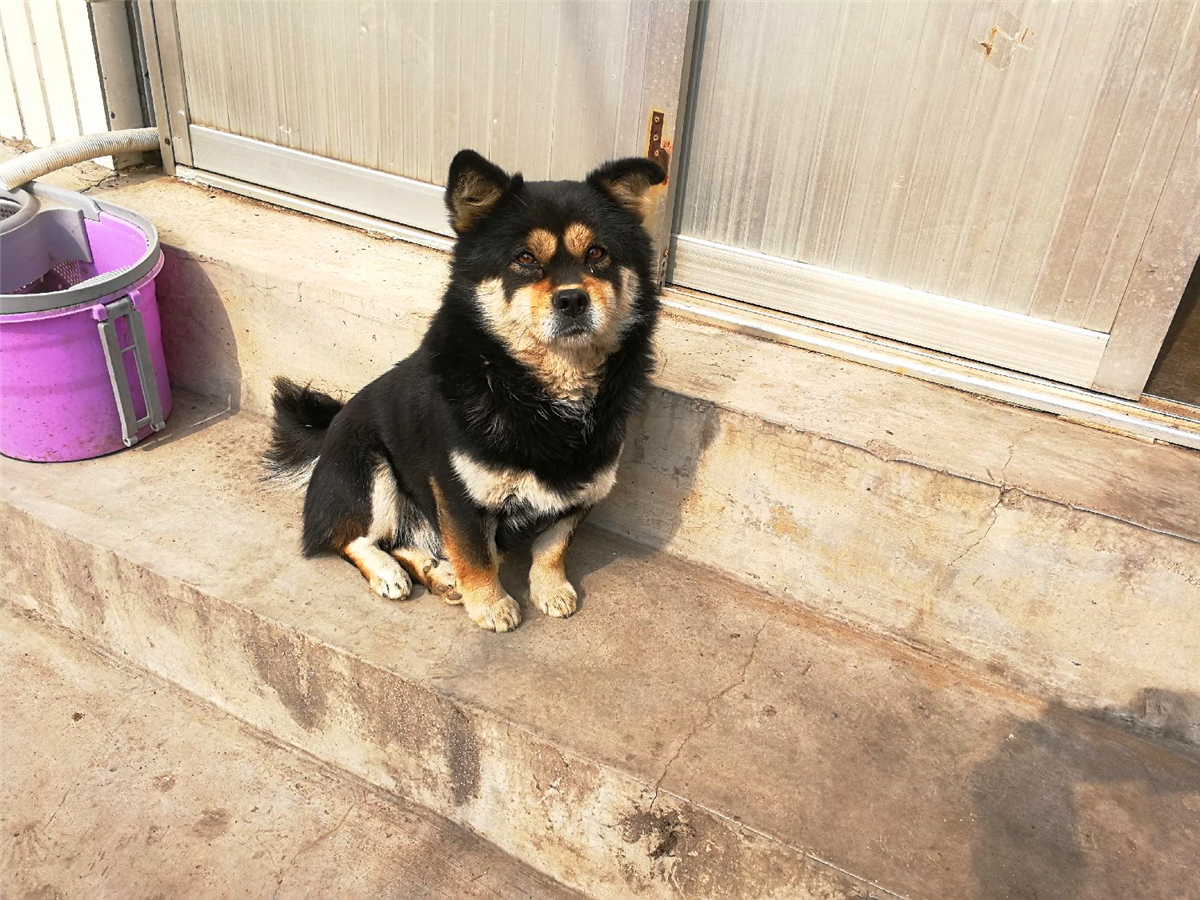 全网最出名的四眼狗,有名的四眼狗