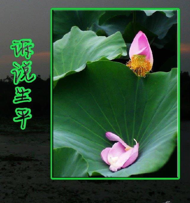 丑小鸭变白天鹅真实改编,丑小鸭摇身一变白天鹅