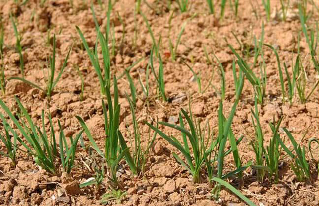 韭菜种植小妙招短视频,农村韭菜种子种植方法和技巧