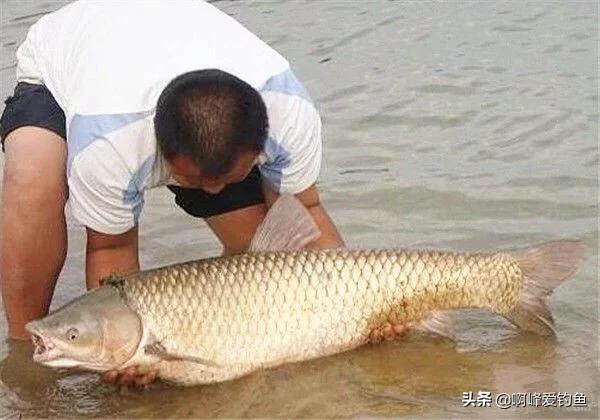 钓草鱼方法用什么饵料野钓,钓草鱼绝佳配方