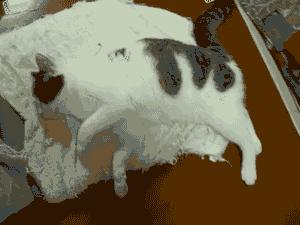 猫会做梦会梦到什么,猫会做梦睡觉哼哼唧唧