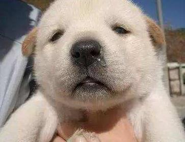 狗狗这5种疾病，容易导致死亡，感冒居然也算？