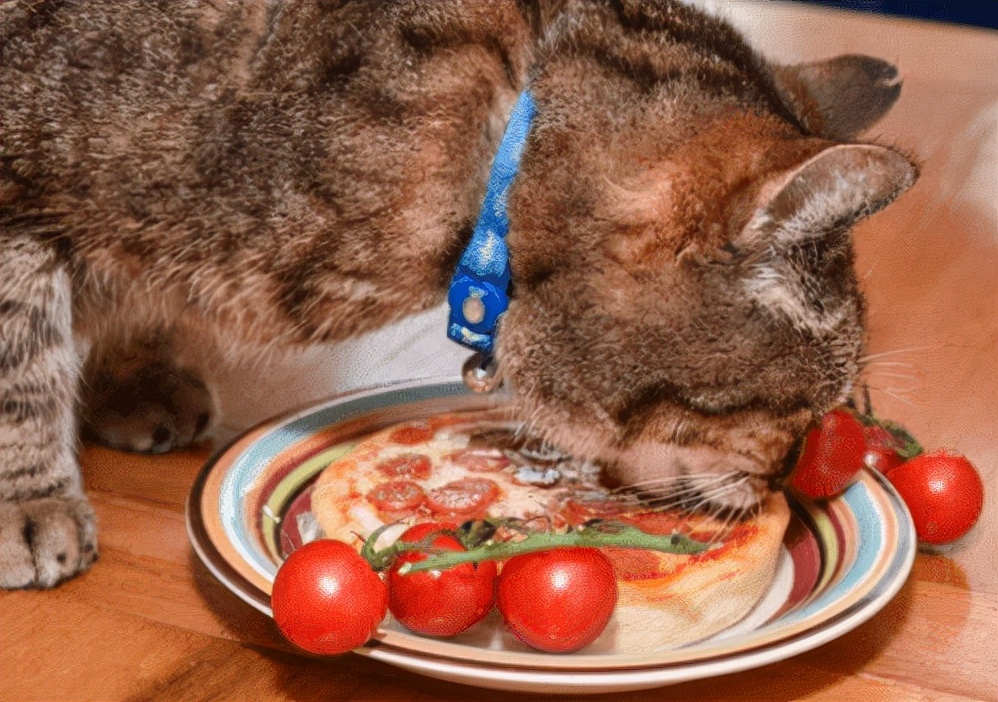 养猫日记：猫伤口化脓处理怎么办