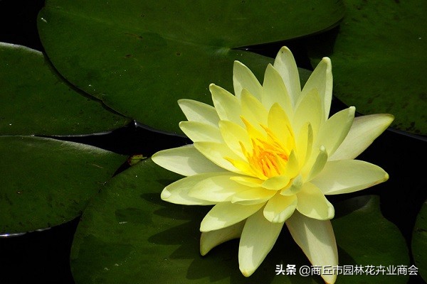 可爱又漂亮的睡莲,惊艳的睡莲