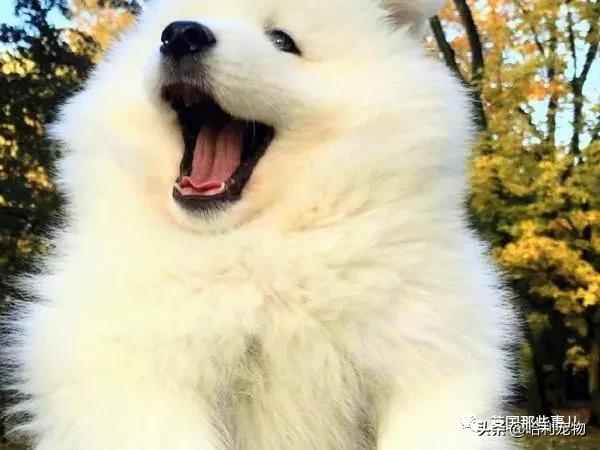 要狗看门？千万别选萨摩耶！这货除了笑不会干别的了