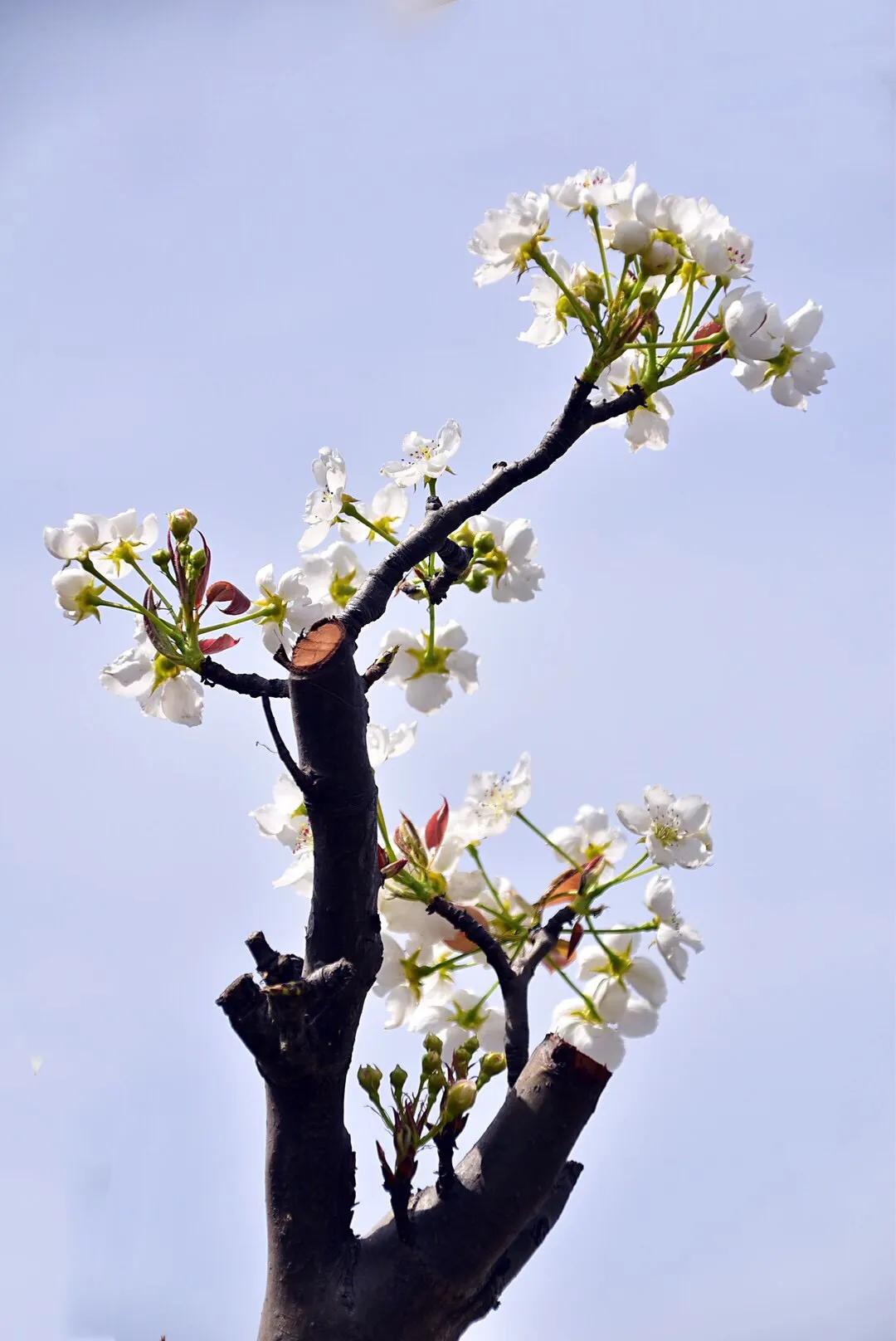春游梨花林,邂逅三月梨花