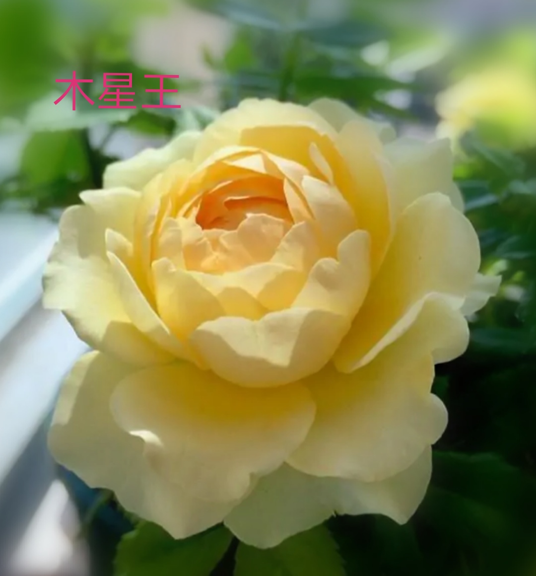 阳台系列月季品种大全,微型月季藤本月季