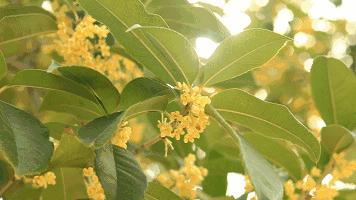 杭州街头的桂花又香了，emmm应该也挺好吃的吧