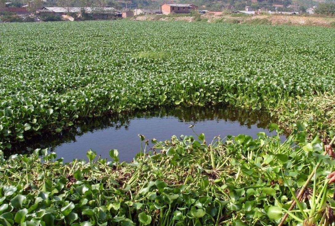 5.4米缅甸巨蟒,缅甸巨蟒最大能长到多大