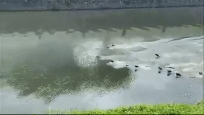 两水獭家族打群架,两个水獭家族之间的战争完整版