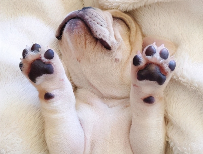 巴哥犬的智商高吗,巴哥犬智商怎么样好养吗