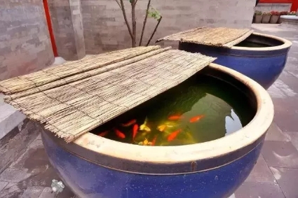 兰寿金鱼一年四季的饲养,金鱼繁殖季节和饲养方法