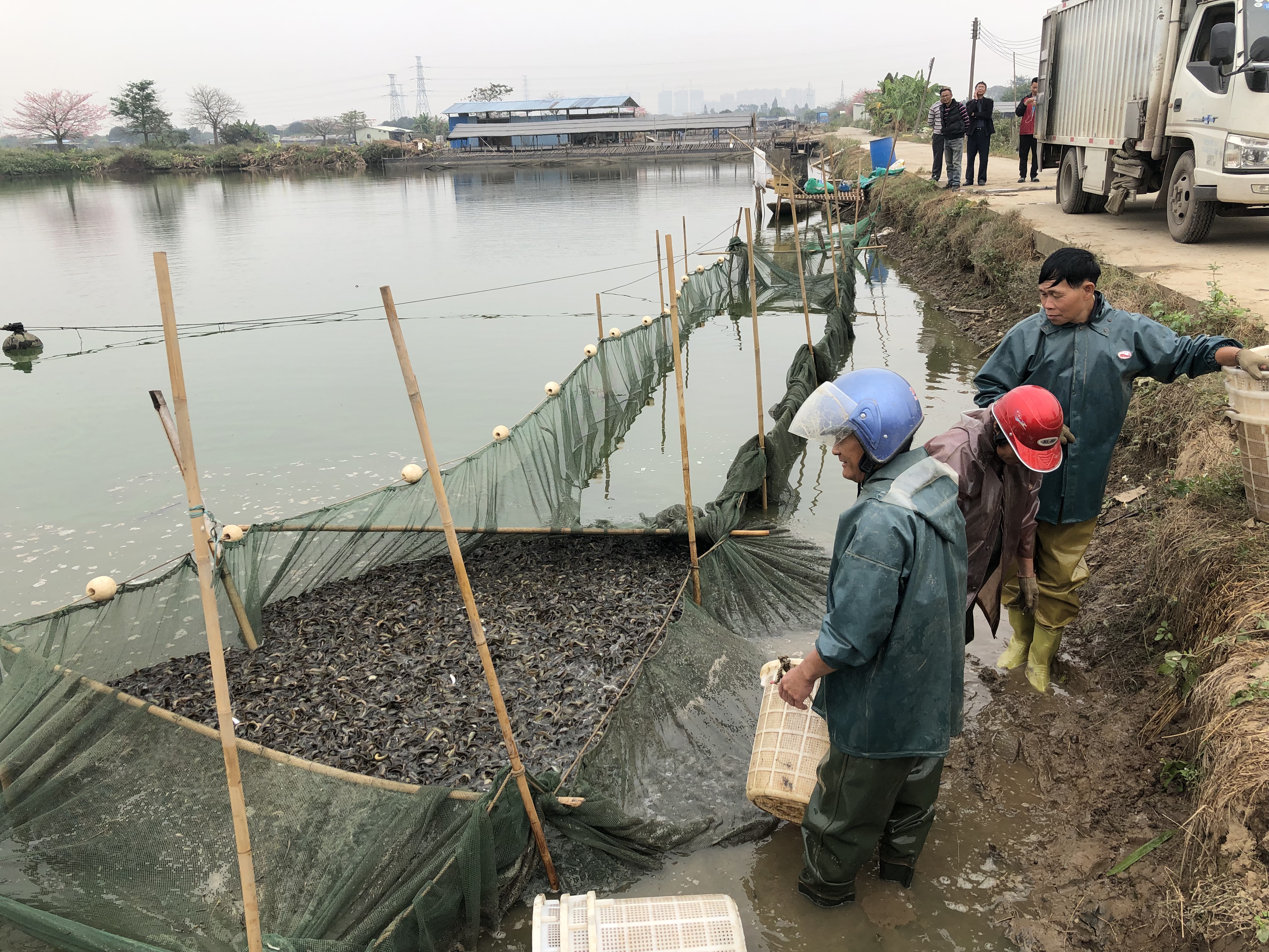 泥鳅养殖每亩投多少苗,泥鳅养殖一亩收益多少钱