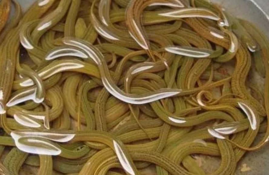 农村创业适合做些什么项目,农村的创业的点子