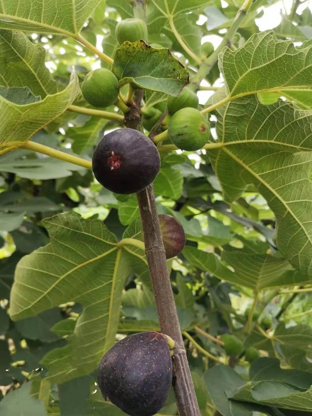 水果无花果品种大全,无花果市场畅销品种
