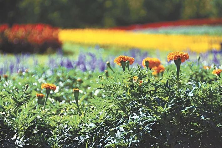 出行安全宝典,北京旅游安全攻略