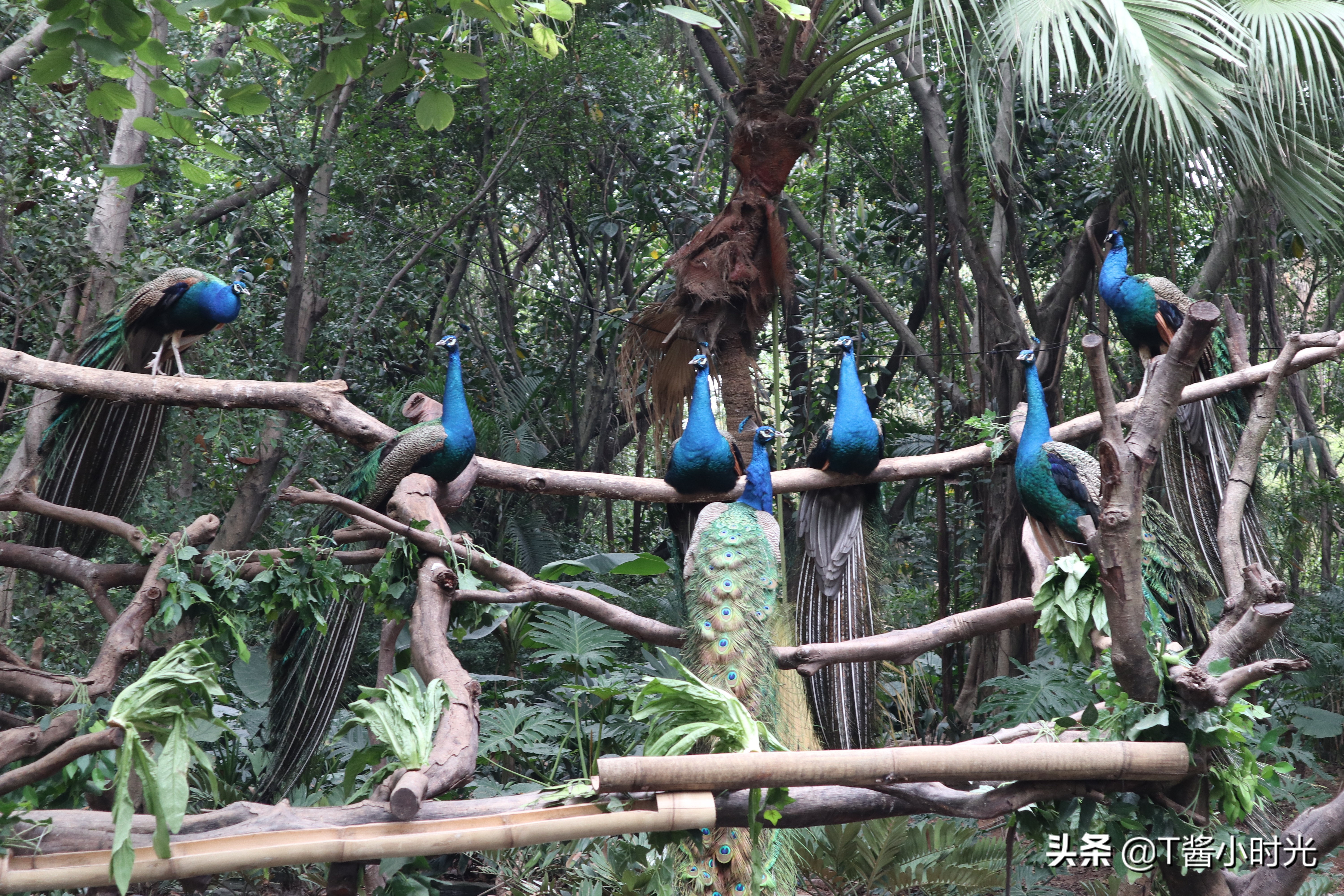 长隆野生动物园自驾怎么收费,广州长隆野生动物园在哪个区