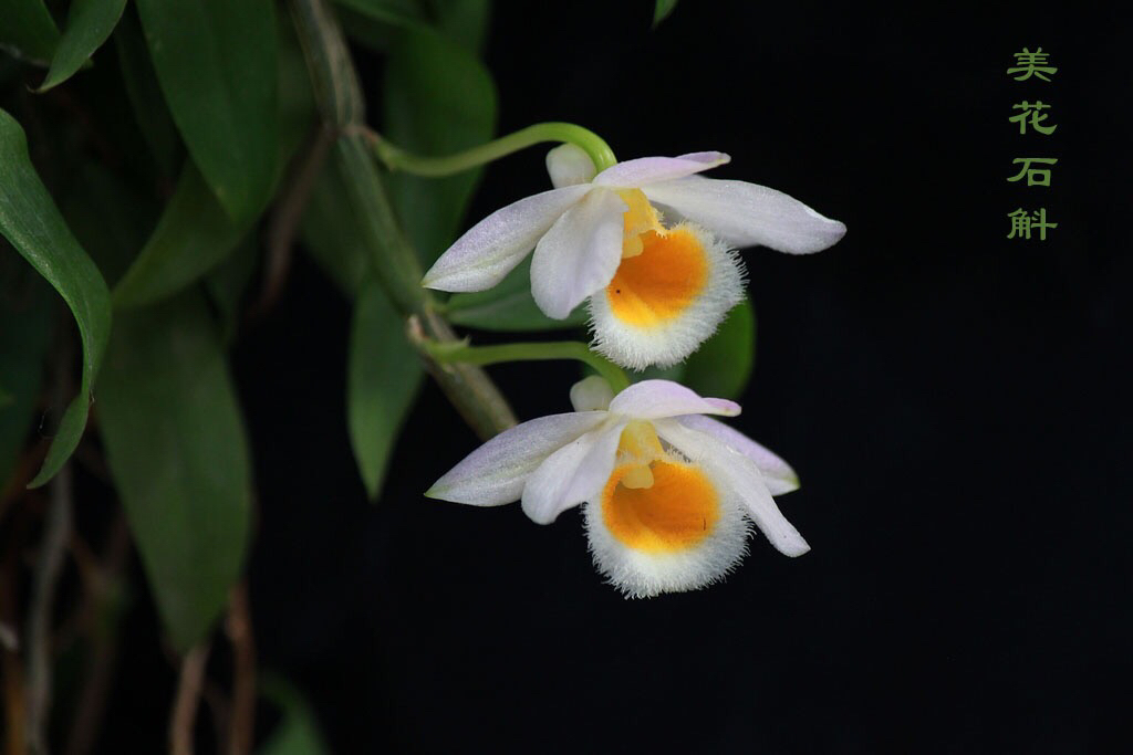 大自然石斛花,哪种石斛花好看又好吃