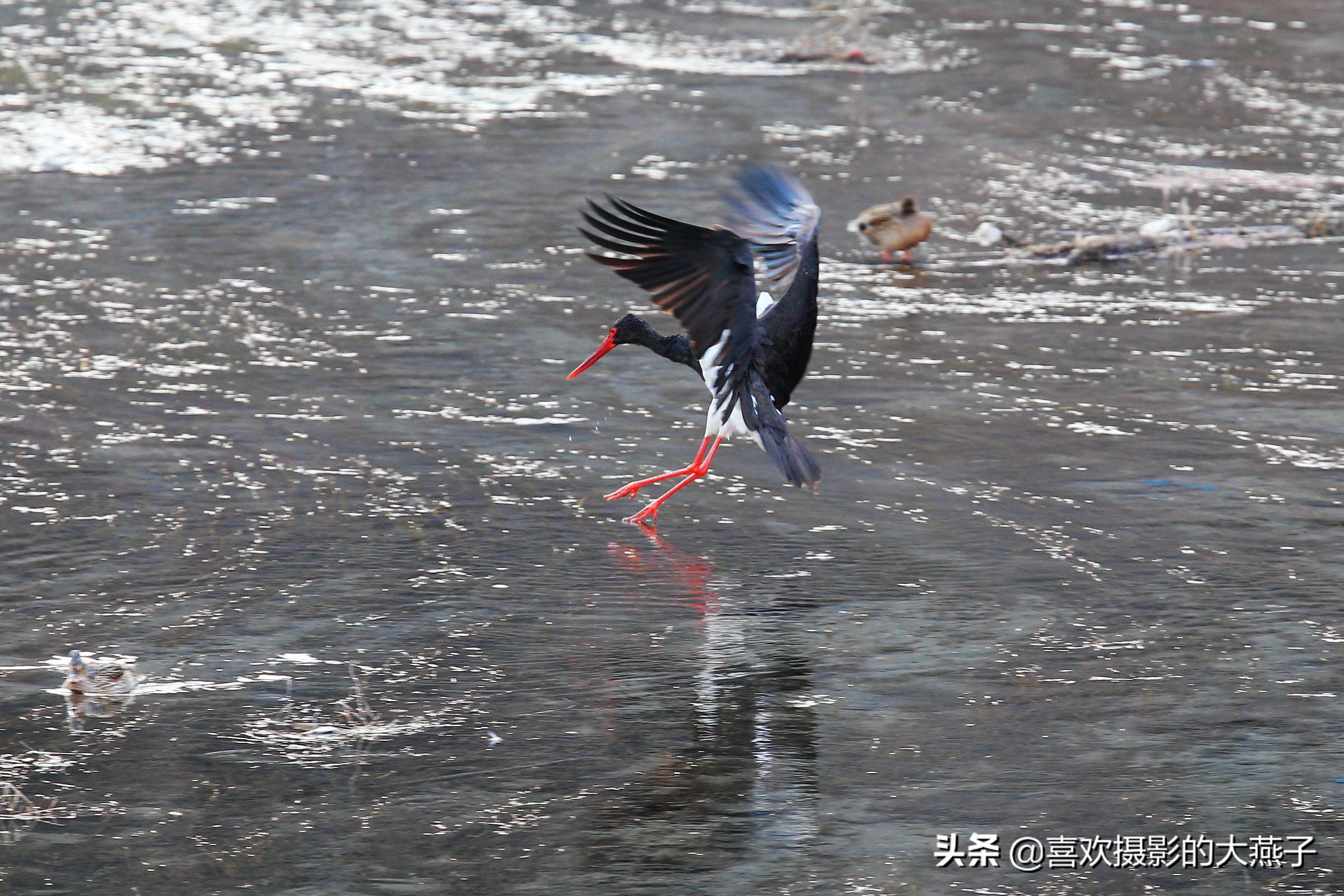 閲庣敓榛戦钩,榛戦钩椋炵繑鍥剧墖