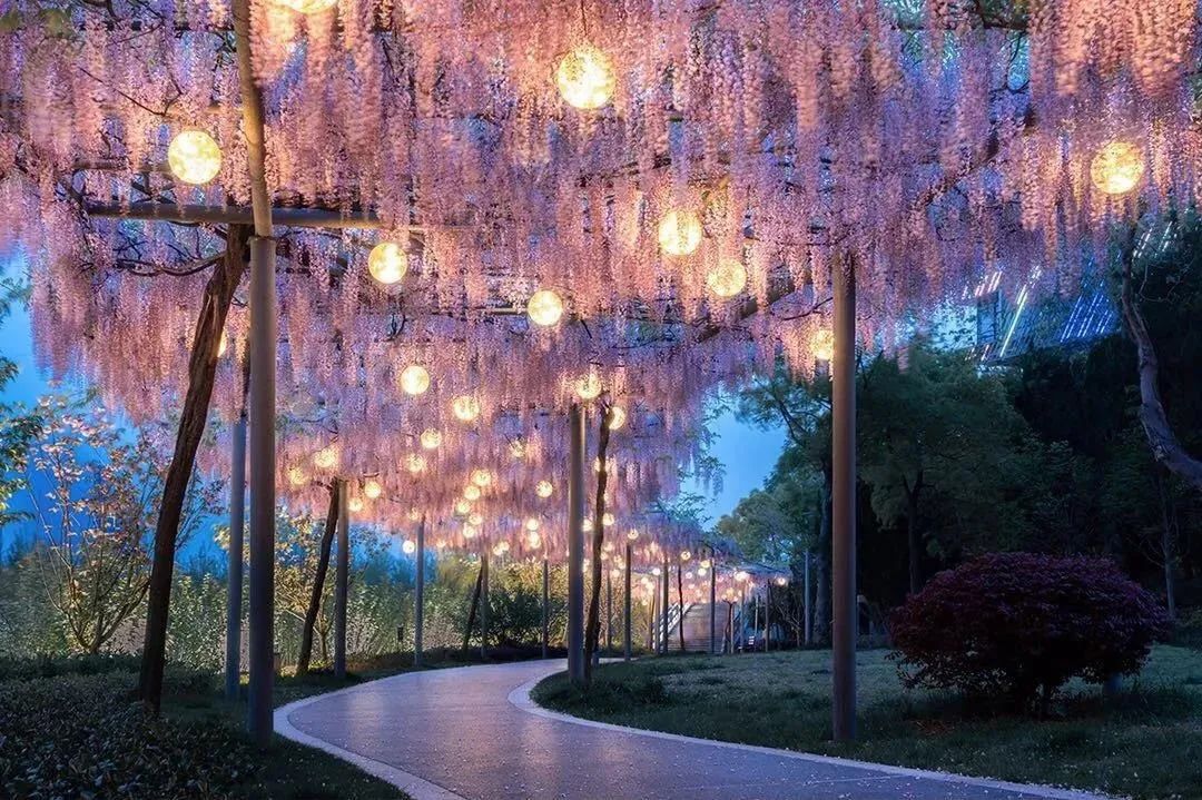 越热越好养的5种花,爆花好养的花耐高温耐寒