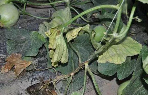 枯萎病怎么治疗效果最好,枯萎病怎么治疗最快