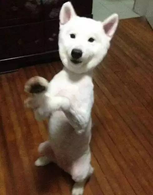 给萨摩耶犬剃毛,给萨摩耶剃毛怎么才能让它不动