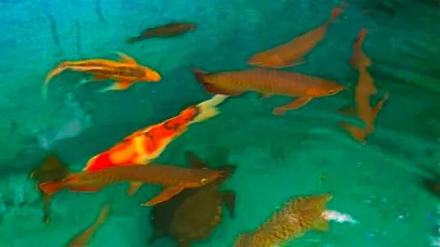 9条锦鲤和1条龙鱼混养,龙鱼招财猫和锦鲤混养